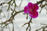 維園花卉展20080314_50