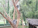 030629 20 Melbourne (Wildlife Park)_resize