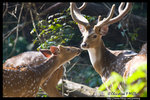 Spotted Deer 斑鹿 @ Chitwan National Park
