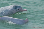 中華白海豚 Chinese White Dolphin