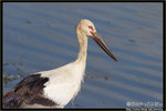 Oriental Stork 東方白鸛