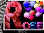 Rose blush-6
