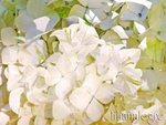 Flower-8