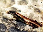 Lizard-1