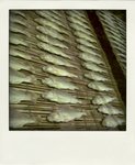20090408400-pola