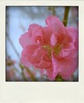 2009 chinese new year。
桃花•1