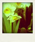 2009 chinese new year。
水仙•1