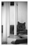 3668_800