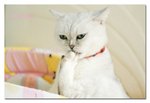 DSC08609a_800