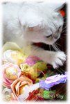 DSC08246_800