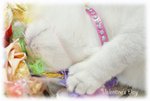 DSC08301_800