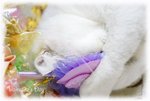 DSC08306_800