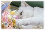 DSC08310_800
