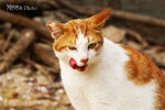 PICT5118_700