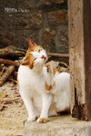PICT5120_700