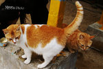 PICT5149_700