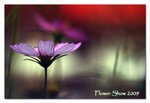 DSC08938_800a