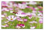 DSC09286_800 copy