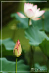 PICT5944_700b