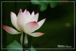 PICT5951_700a
