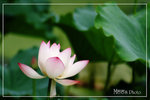 PICT6171_700a