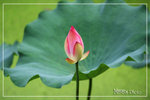 PICT6173_700a