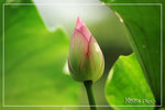 PICT6182_700a