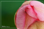 PICT6232_700a