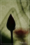 PICT6262_700b