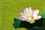PICT6345_700