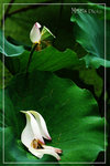 PICT6374_700
