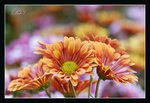 DSC05442b_800