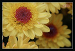 DSC05576_800