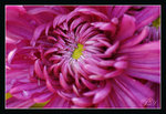 DSC05665_800