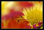 DSC05680a_800