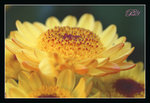 DSC05723a_800