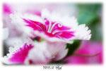 DSC00583