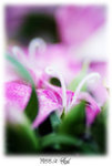 DSC00586