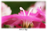 DSC00593