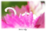 DSC00601