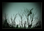 DSC02112d copy