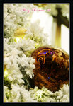 DSC04781a_800a