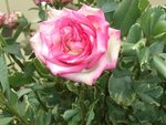 CIMG0162