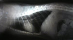 ap_20070318021811737