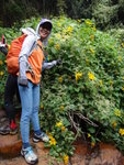 薇甘菊中有好多大大朵的黃色菊花
DSC06099