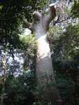 大樟樹有2棵, 此其一
DSC08392