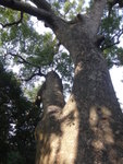 沙螺灣大樟樹有千多年, 好似話要5個人手拖手可以圍繞到
DSC08399