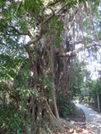 路邊一勁多氣根的樹
DSC08411