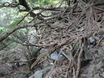 將到瀑頂有個大大樹巢(網)
DSC08674