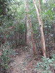 基本上條澗好平緩, 10多鐘便己打左離澗穿林接山路
DSC00717